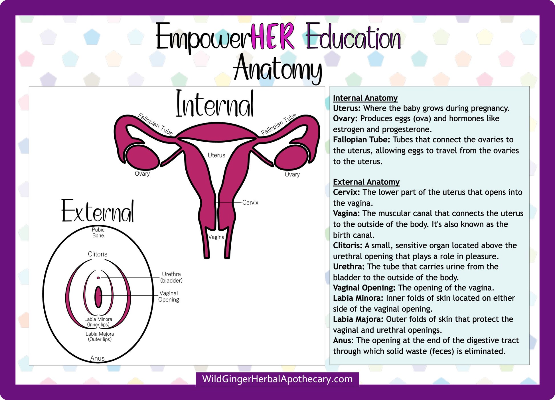 EmpowerHER Education Card on women’s anatomy.