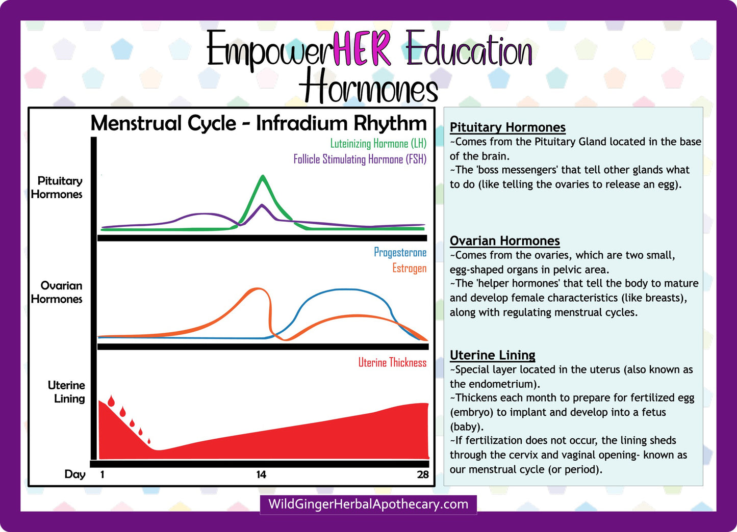 EmpowerHER Education Card on Female Hormones.